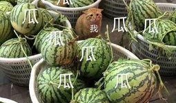 娱乐吃瓜壁纸图片高清,揭秘娱乐圈幕后故事