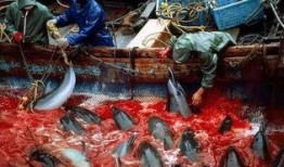 大捕杀在线观看,在线观看揭秘惊悚悬疑背后的真相