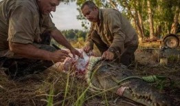 大捕杀在线观看,在线观看揭秘惊悚悬疑背后的真相