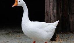 八鹅吃瓜菌不空娱乐