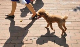 遛狗不拴绳爆料视频播放,网络曝光引发社会热议