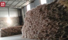 央视爆料粉条是真的吗视频,粉条真相大曝光，你吃的粉条是真的吗？