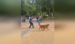 遛狗不拴绳爆料视频播放,网络曝光引发社会热议