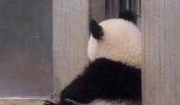 求你别敲门最新皮肤爆料,炫酷特效，惊喜连连！