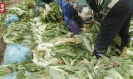 老坛酸菜新闻爆料视频,揭秘背后真相与行业反思