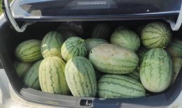 杭州网红打架吃瓜视频,一场网络直播间的“吃瓜”盛宴