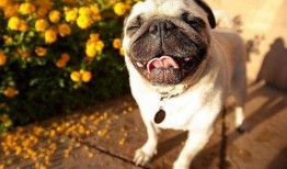 巴哥爆料新伙伴视频,视频揭秘精彩瞬间