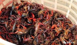 爆料蚌埠龙虾视频播放,海量观众共赏美食盛宴