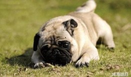 巴哥爆料新伙伴视频,视频揭秘精彩瞬间