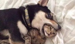 二狗单身青年爆料视频,单身生活大揭秘