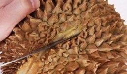 榴莲催熟爆料方法图解视频,图解视频教你轻松掌握催熟技巧