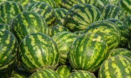 娱乐吃瓜酱西瓜,揭秘娱乐圈那些鲜为人知的瓜皮故事