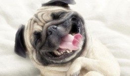 巴哥爆料新伙伴视频,视频揭秘精彩瞬间