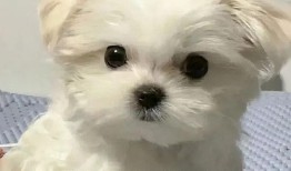 求你别敲门最新皮肤爆料,炫酷特效，惊喜连连！