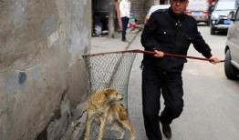 遛狗不拴绳爆料视频播放,网络曝光引发社会热议