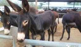 驴系青年娱乐吃瓜酱,揭秘娱乐圈幕后故事