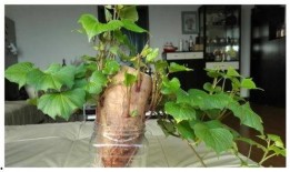 树叶最新爆料视频播放,精彩瞬间一网打尽