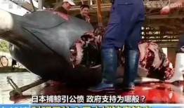 大捕杀在线观看,在线观看揭秘惊悚悬疑背后的真相